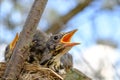 Bird brood in nest on blooming tree, baby birds, nesting with wide open orange beaks waiting for feeding Royalty Free Stock Photo