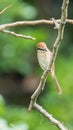 Bird (Brown shrike) on tree in a nature wild Royalty Free Stock Photo