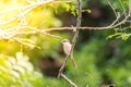 Bird (Brown shrike) on tree in a nature wild Royalty Free Stock Photo