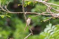 Bird (Brown shrike) on tree in a nature wild Royalty Free Stock Photo