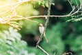 Bird (Brown shrike) on tree in a nature wild Royalty Free Stock Photo