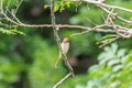 Bird (Brown shrike) on tree in a nature wild Royalty Free Stock Photo