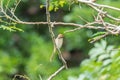 Bird (Brown shrike) on tree in a nature wild Royalty Free Stock Photo