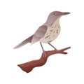 Brown Thrasher Perched on branch with isolated background