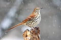 Bird - Brown Thrasher in Snow Royalty Free Stock Photo