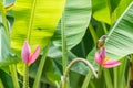 Bird (Brown-throated sunbird) on banana flower