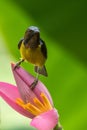 Bird (Brown-throated sunbird) on banana flower