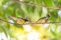 Bird (Brown-throated sunbird) feeding baby bird