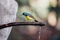 Bird Brown-throated sunbird in nature wild