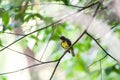 Bird (Brown-throated sunbird) in nature wild