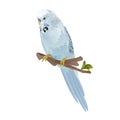 Bird Budgerigar, blue pet parakeet or budgie or shell parakeet home pet on a white background vintage vector illustration editabl