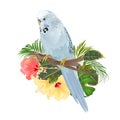 Bird Budgerigar, home pet ,blue pet parakeet on a branch bouquet with tropical flowers hibiscus, palm,philodendron on a white bac