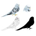 Bird Budgerigar parakeet blue pet parakeet or budgie or shell parakeet home pet natural and outline and silhouette on a white bac