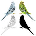 Bird Budgerigar parakeet green blue pet parakeet or budgie or shell parakeet home pet natural and outline and silhouette