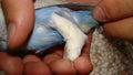 Bird - budgie accident | leg of parrot was broken | broken bird`s foot was treated by splint | veterinary medicine - veterinarian