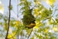 Bird building nest