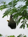 Bird building nest for family