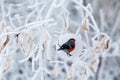 Bird bullfinch Christmas bauble on a branch