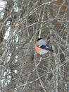 Bird bullfinch