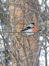 Bird bullfinch