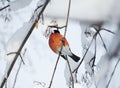 Bird bullfinch sitting on a branch with snow. Royalty Free Stock Photo