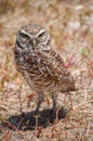 Bird - Burrowing Owl Royalty Free Stock Photo