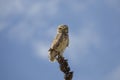 The bird burrowing owl sitting on the branch