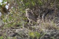 The bird burrowing owl sitting on the ground