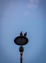 bird burung merpati pigeons couple