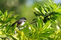 Bird in bush