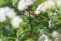 Bird in the bush flowers Royalty Free Stock Photo