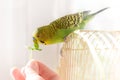 Bird bydgie sits on cage and eats from human hand fresh green gr