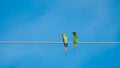 Bird on cable