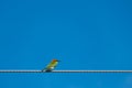 Bird on cable