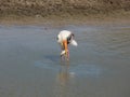 Bird caching fish Royalty Free Stock Photo