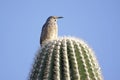 Bird On A Cactus