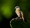 Bird on a cactus leaf.