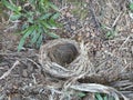 Bird nest Royalty Free Stock Photo