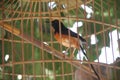 Bird in the cage Royalty Free Stock Photo