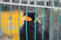 Bird cage myna bird talking Myna bird,black bird