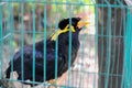 Bird cage myna bird talking Myna bird,black bird