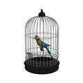 Bird in cage