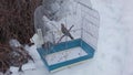Abandoned bird cage under snow