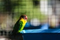 In the bird cage there are green-yellow budgie with black eyes and red mouth Royalty Free Stock Photo