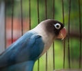 A bird in a cage that is white, blue and black.