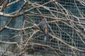 Bird in a cage in a zoo enclosure Royalty Free Stock Photo
