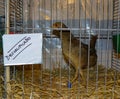 Bird caged and disqualified in a contest