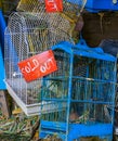 Bird cages in closeup with sold out sign, Pet trade in Asia, Animal shop background Royalty Free Stock Photo