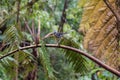 Bird at Caldeira Velha Park on the island of Sao Miguel, Portugal Royalty Free Stock Photo