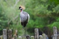 Bird called african crowned crane Royalty Free Stock Photo